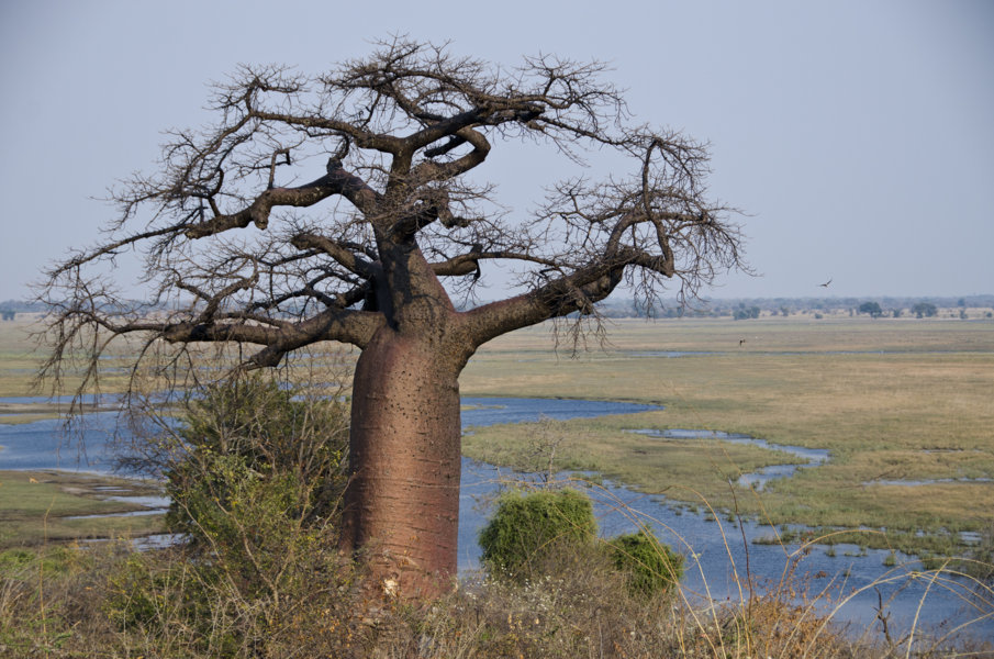 Árbol baobab - parque nacional de Bwabwata - Namibia